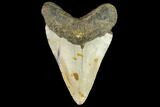 Fossil Megalodon Tooth - North Carolina #109853-2